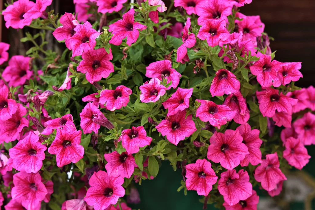Pink Morning Glory Petals Blooming warm Dense