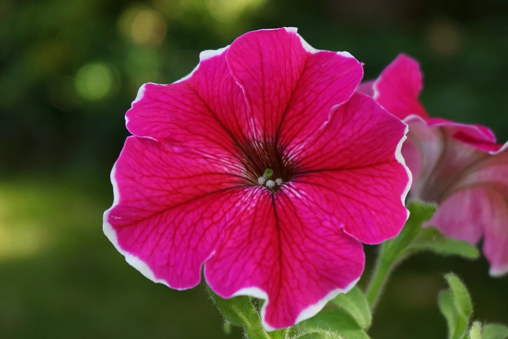 Pink Morning Glory Petals Center warm Veins