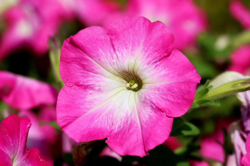 Pink Morning Glory Petals Center Green
