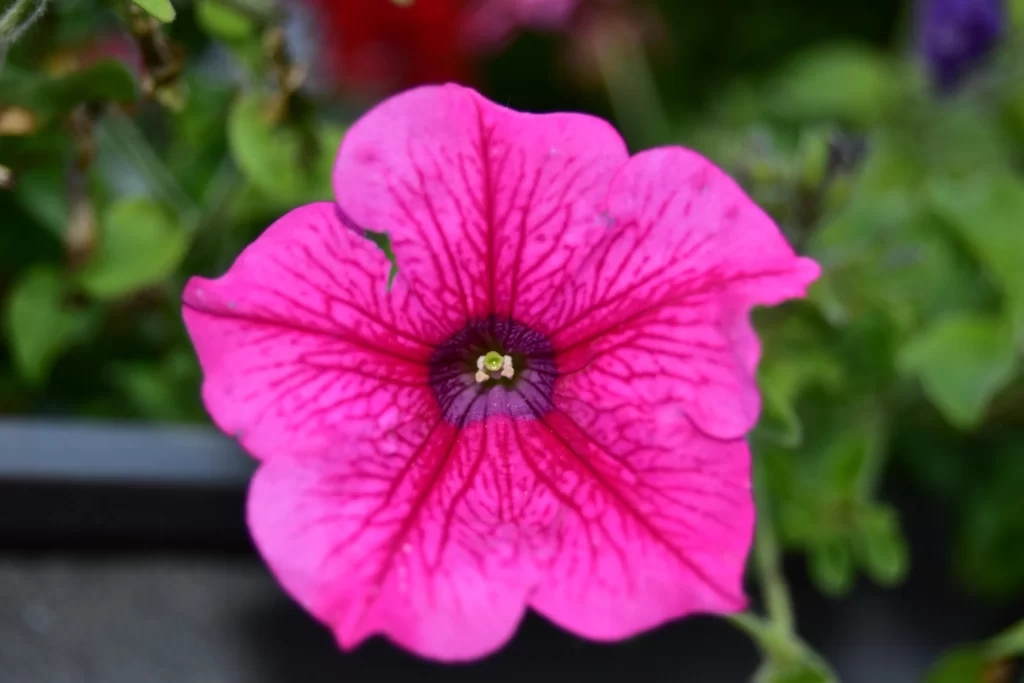 Pink Morning Glory Petals Center warm Veins