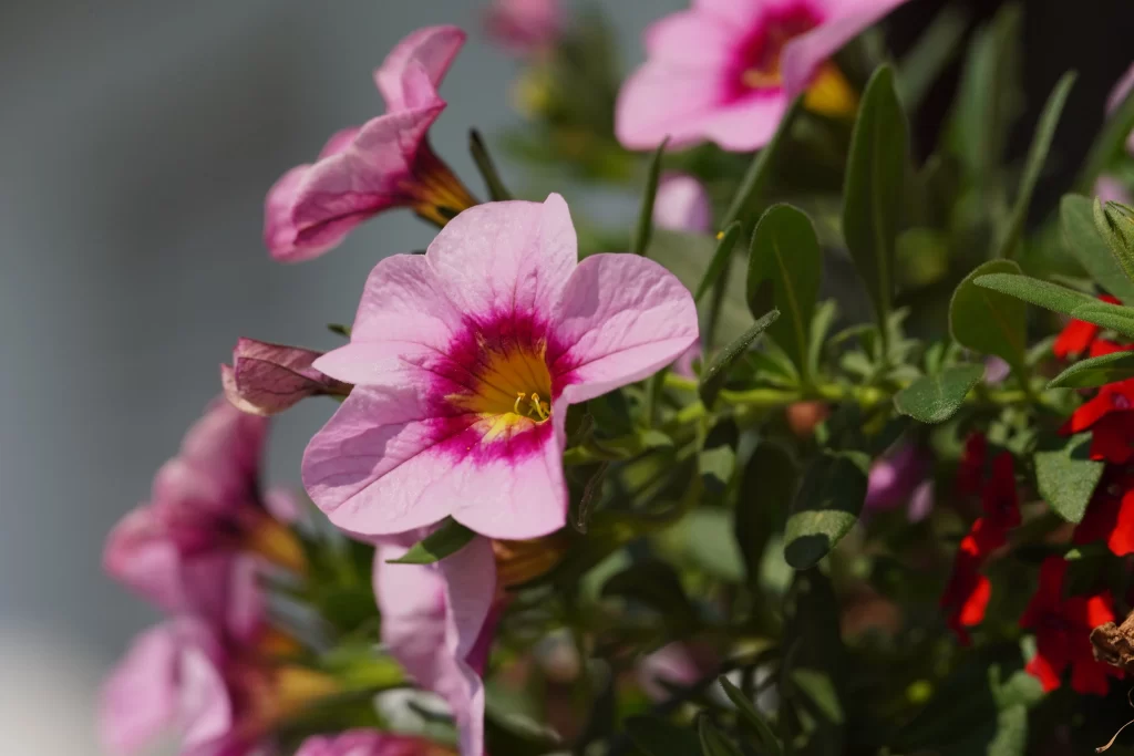 Pink Morning Glory Petals Yellow Center Green gray Leaves