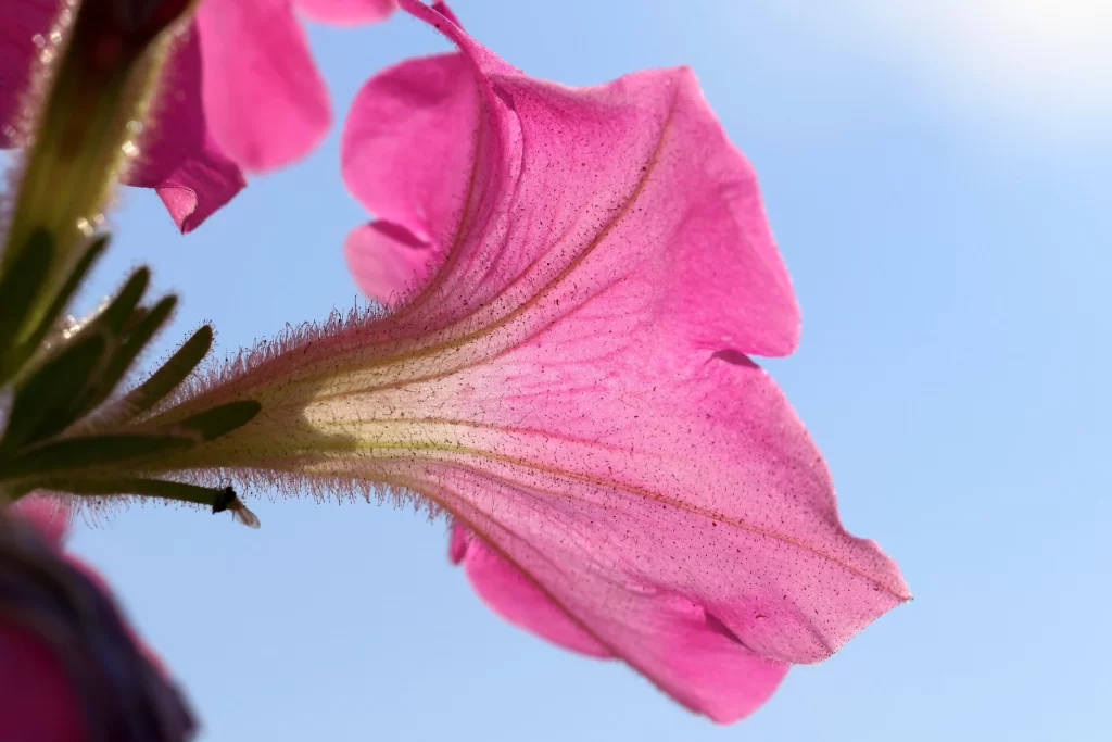 Pink Morning Glory Petals Veins Speckles