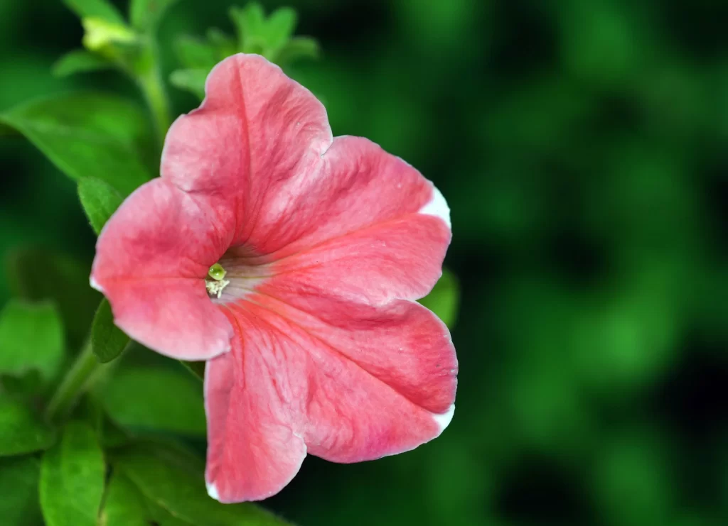 Pink Morning Glory Petals Bloom Green warm Leaves