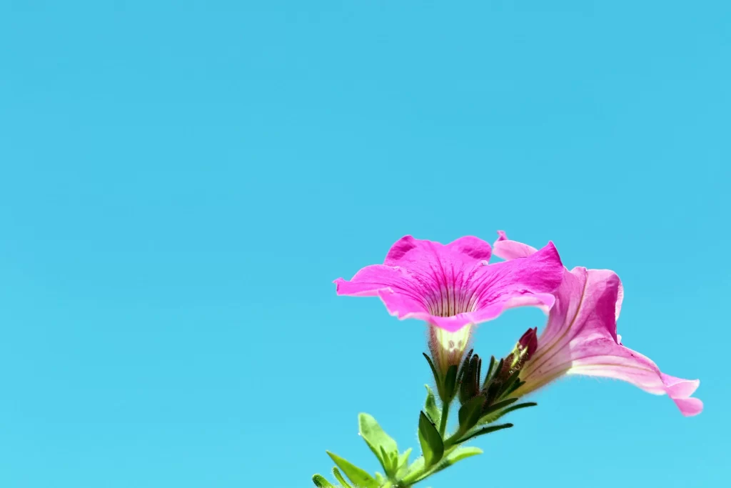 Pink Morning Glory Petals Sky Blue Background
