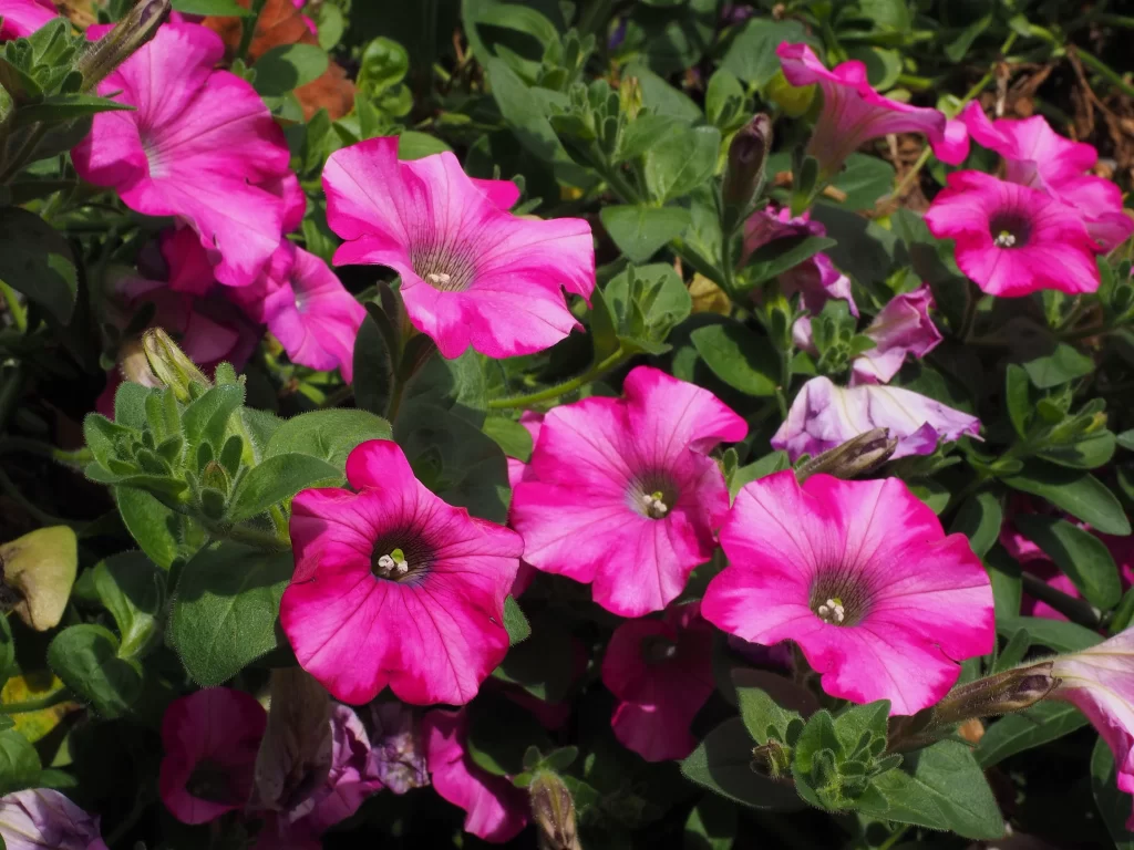 Pink Morning Glory Petals Blooms Garden