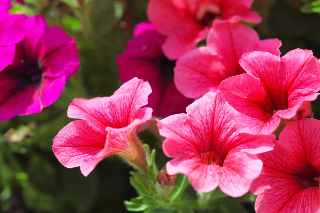 Pink Morning Glory Petals Blooming Sunlight