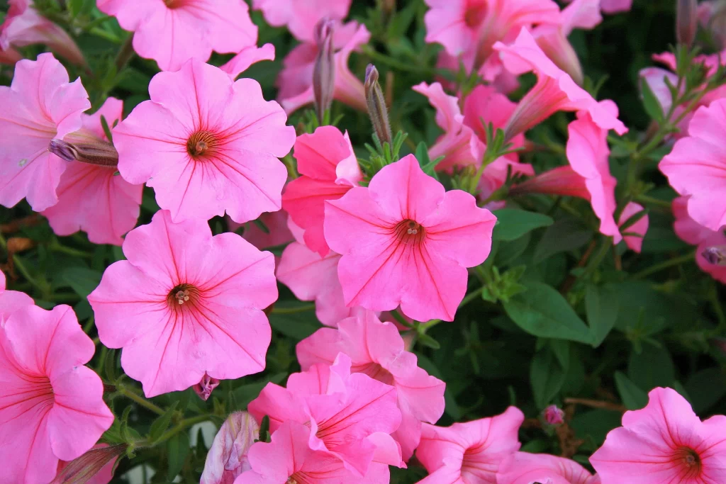Pink Morning Glory Petals Blooming Green warm Leaves