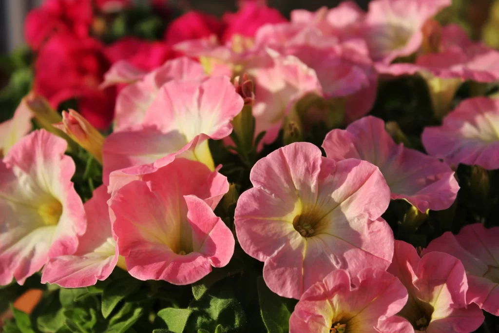 Pink Morning Glory Petals Sunlight Green Leaves