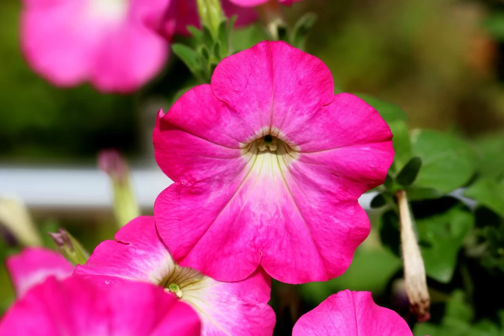 Pink Morning Glory Petals Bright Green Leaves