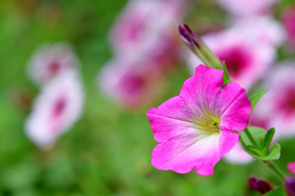 Pink Morning Glory Petals Bloom gray Garden