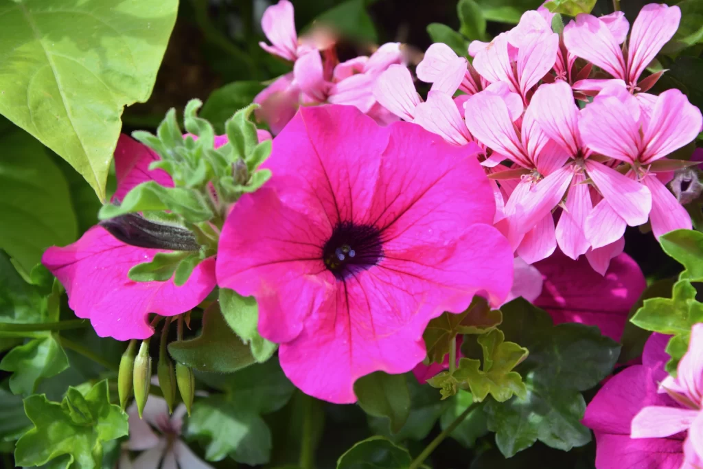 Pink Morning Glory Petals Dark Center Green Leaves