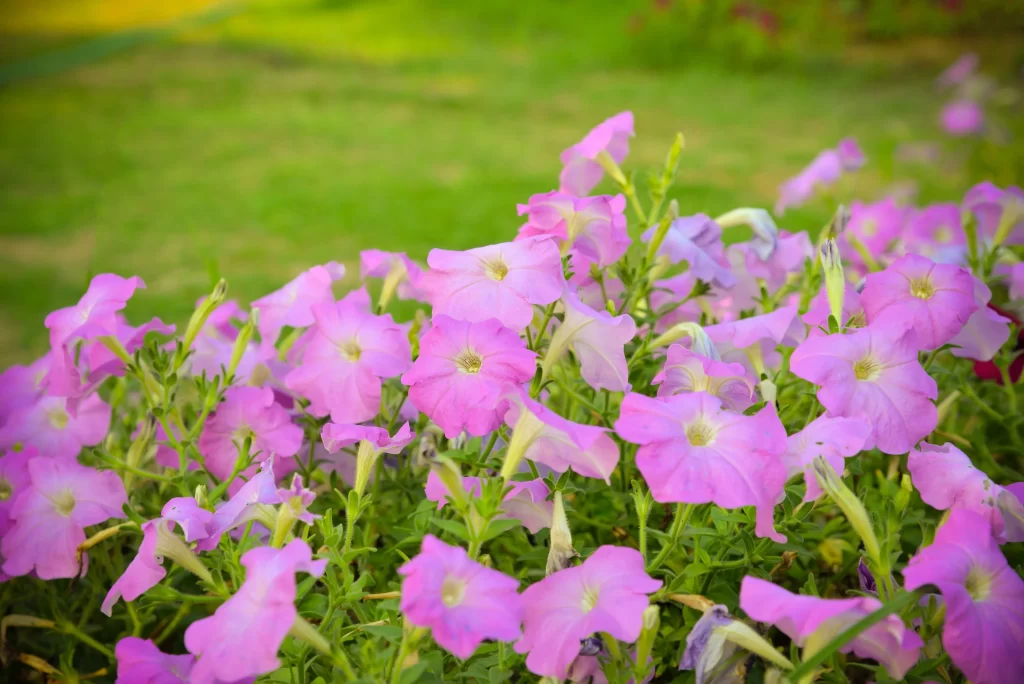 Pink Morning Glory Petals Bloom warm Garden