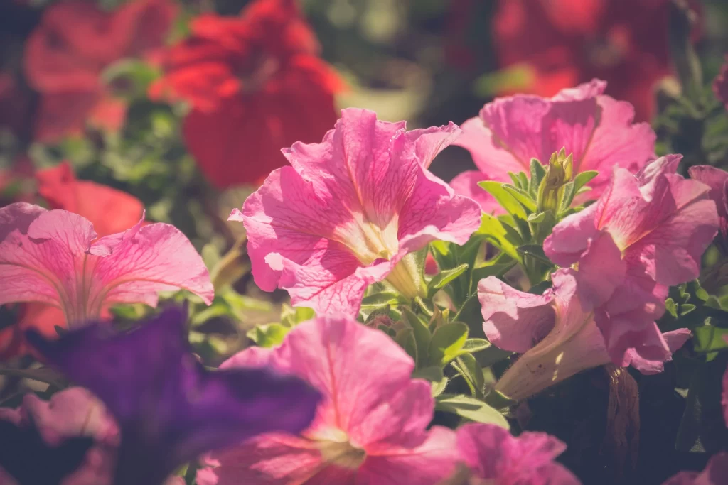 Pink Morning Glory Petals Sunlight Ruffled Edges