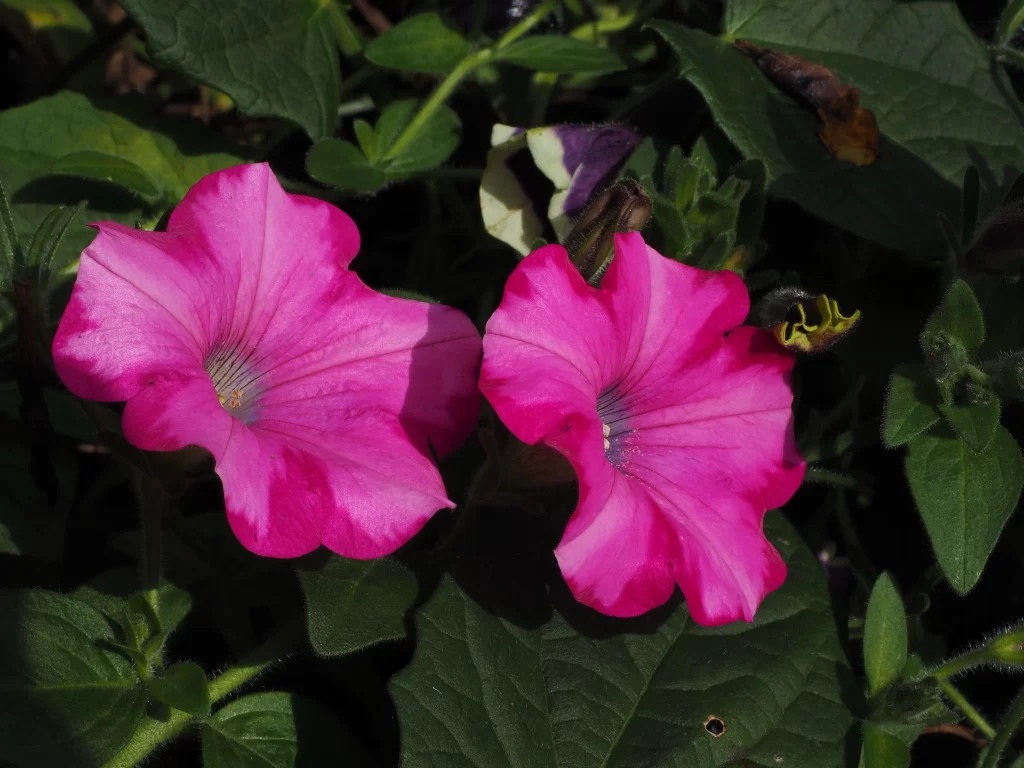 Pink Morning Glory Petals Blooming Leaves
