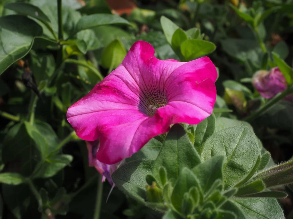 Pink Morning Glory Petals Green gray Leaves