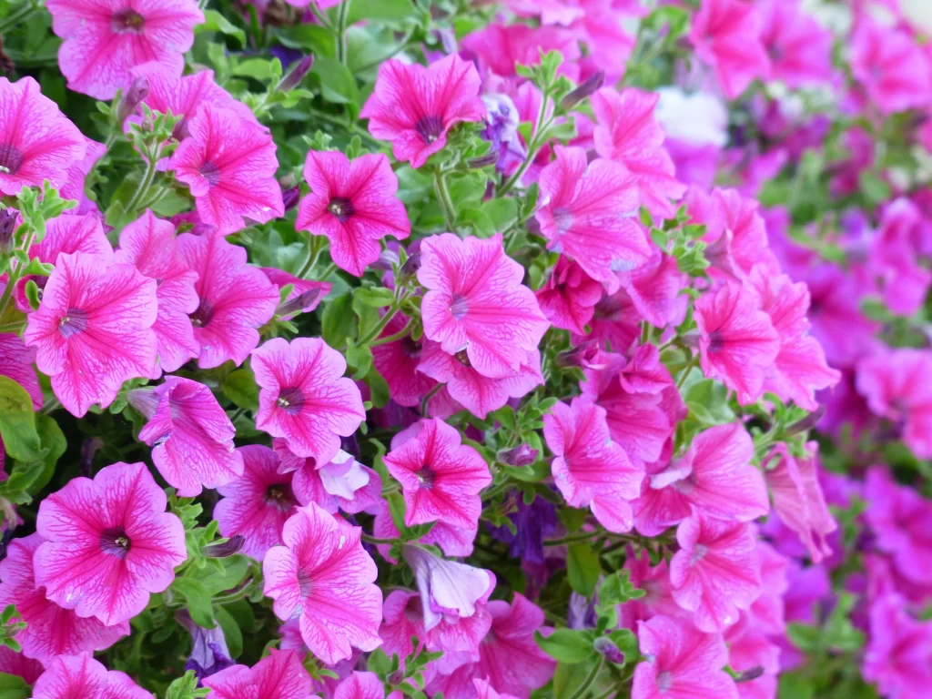 Pink Morning Glory Petals Blooming warm Dense