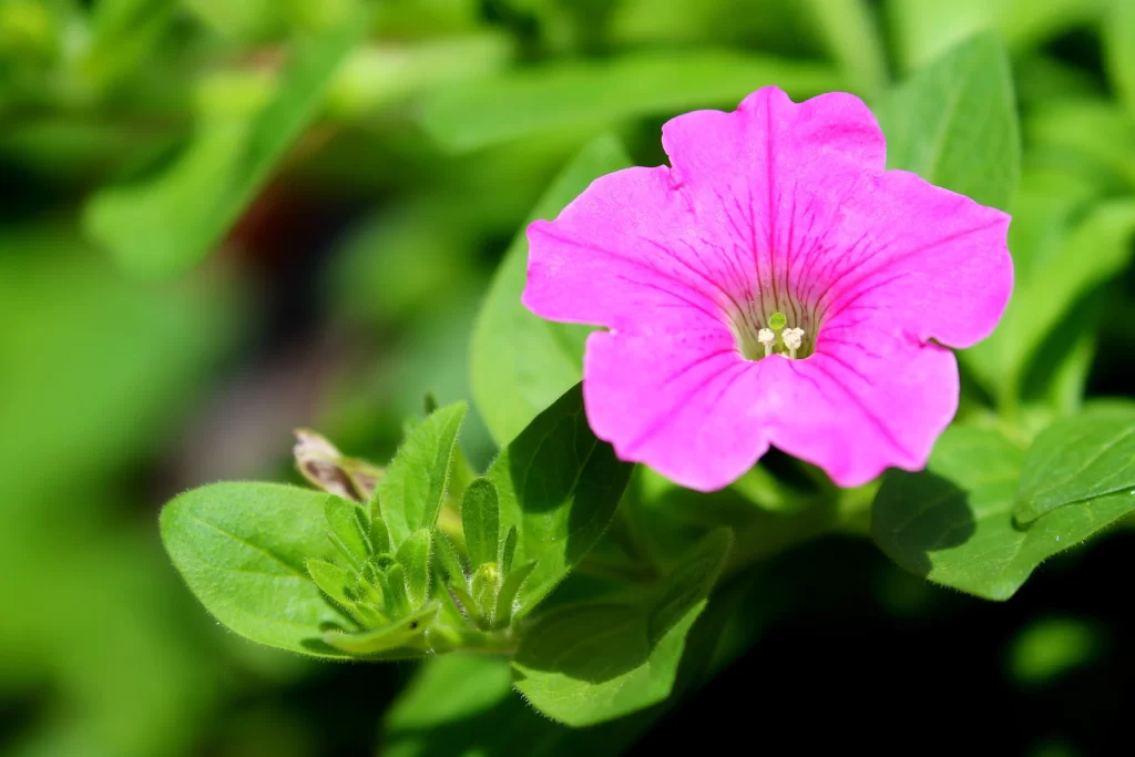 Pink Morning Glory Petals Leaves Bloom