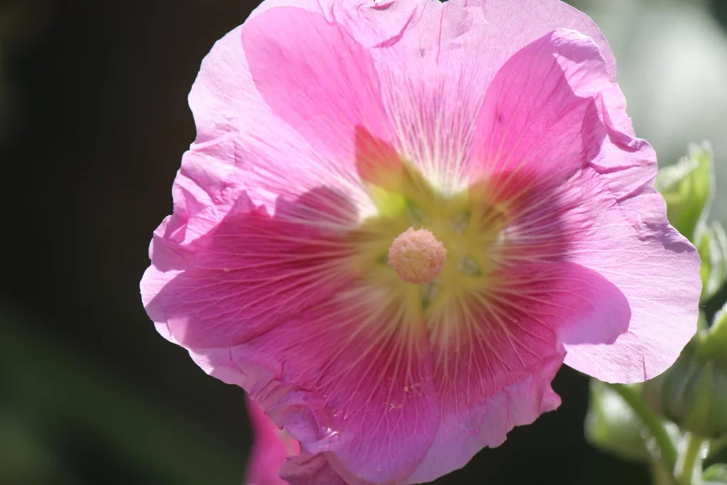 Pink Morning Glory Petals Sunlight Center