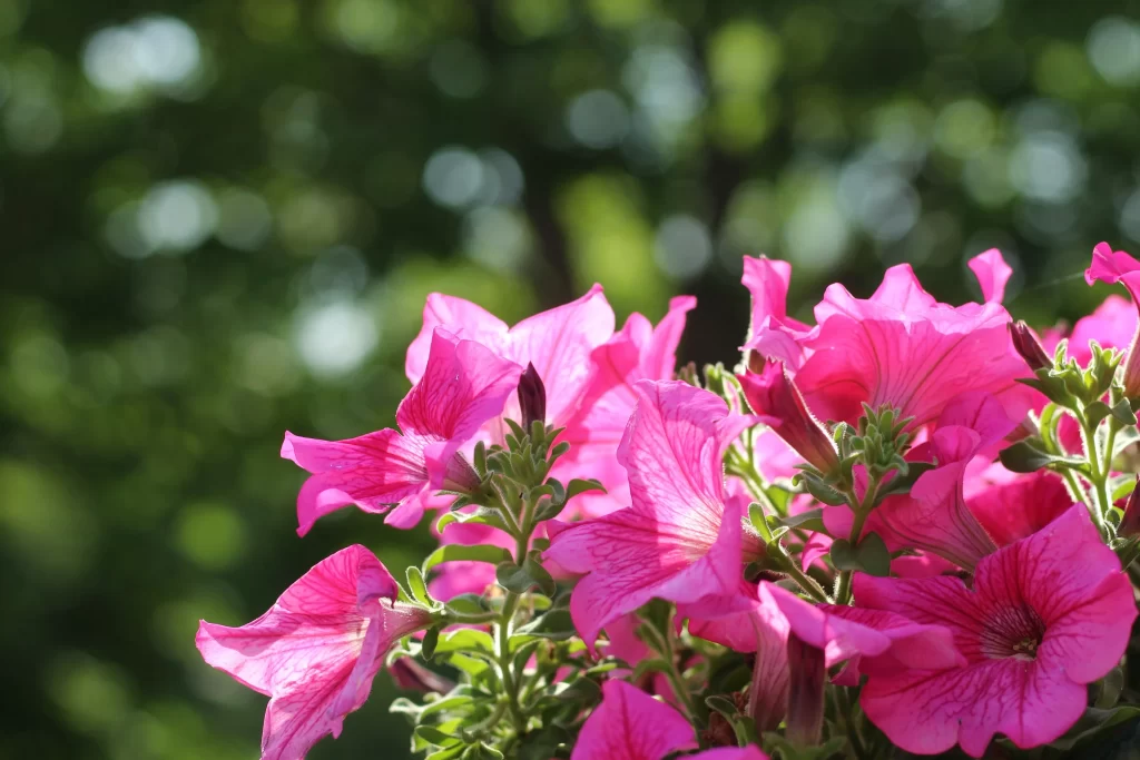 Pink Morning Glory Petals Sunlight Greenery