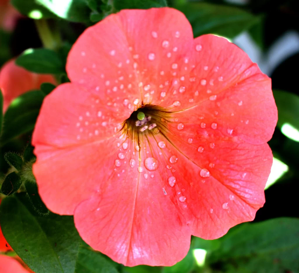 Pink Morning Glory Petals Dewdrops Bright