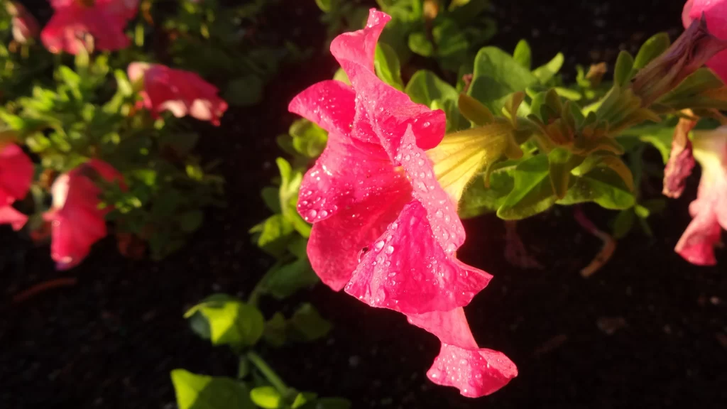 Pink Morning Glory Petals Dewdrops warm Sunlight