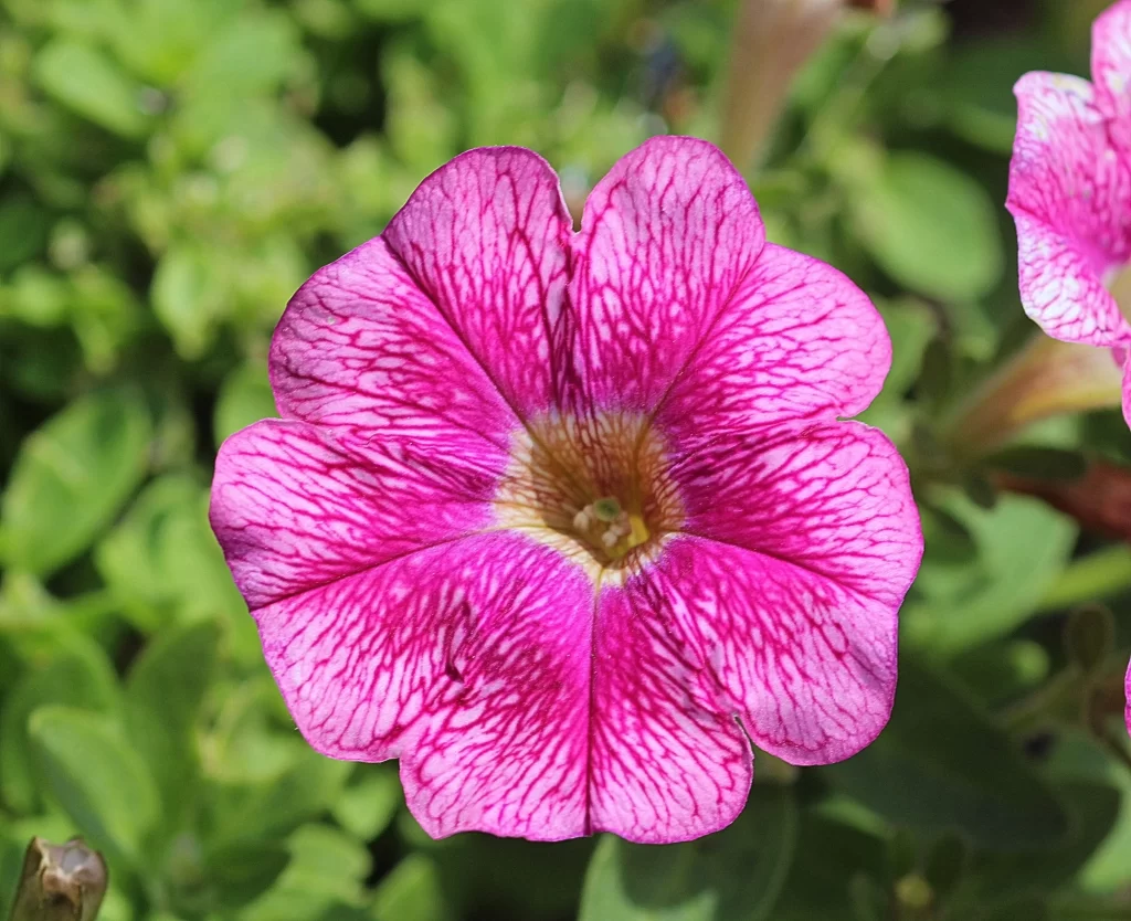 Pink Morning Glory Petals Veins warm Center