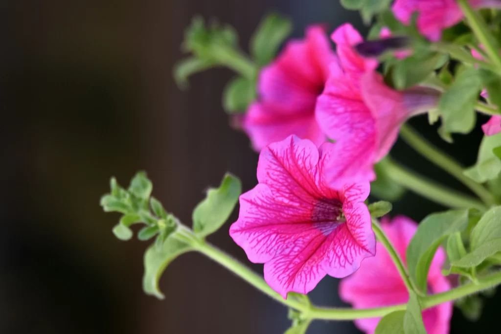 Pink Morning Glory Petals Veins Green Leaves