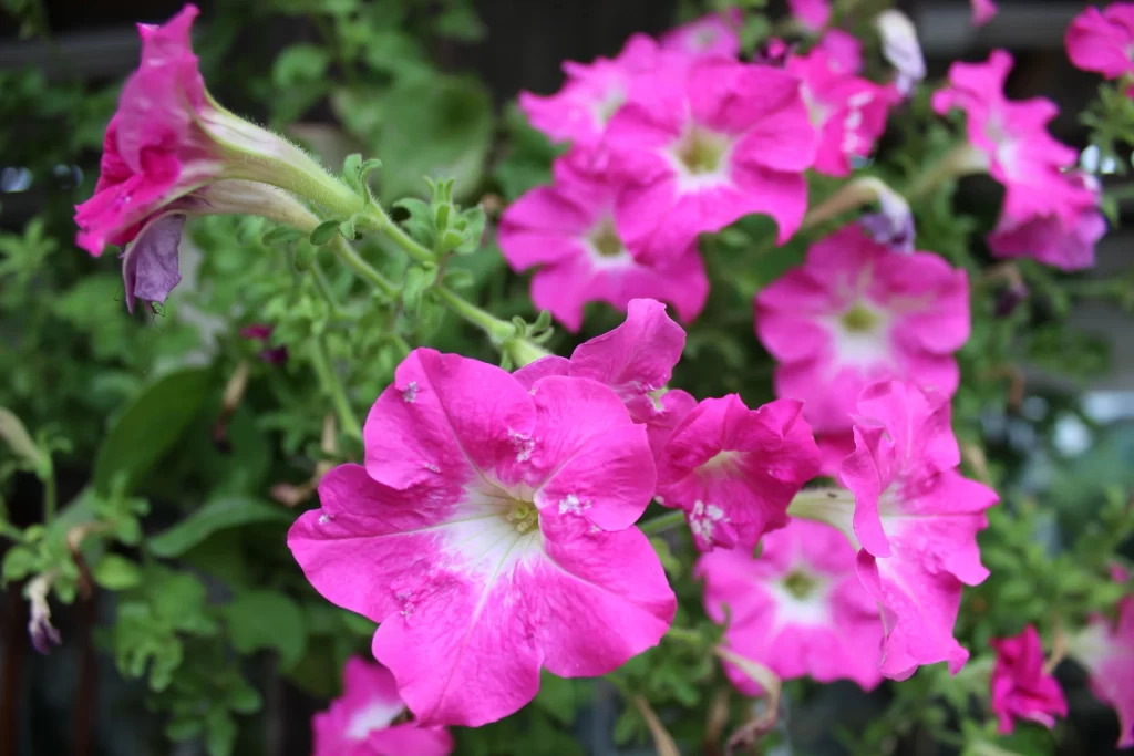 Pink Morning Glory Petals Blooming warm Green