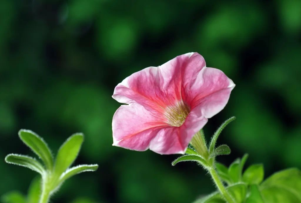 Pink Morning Glory Petals Green gray Leaves