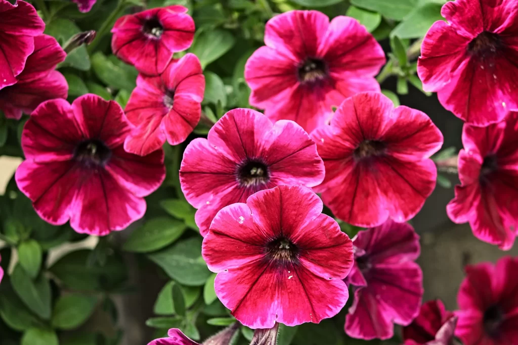 Pink Morning Glory Petals Blooming warm Green