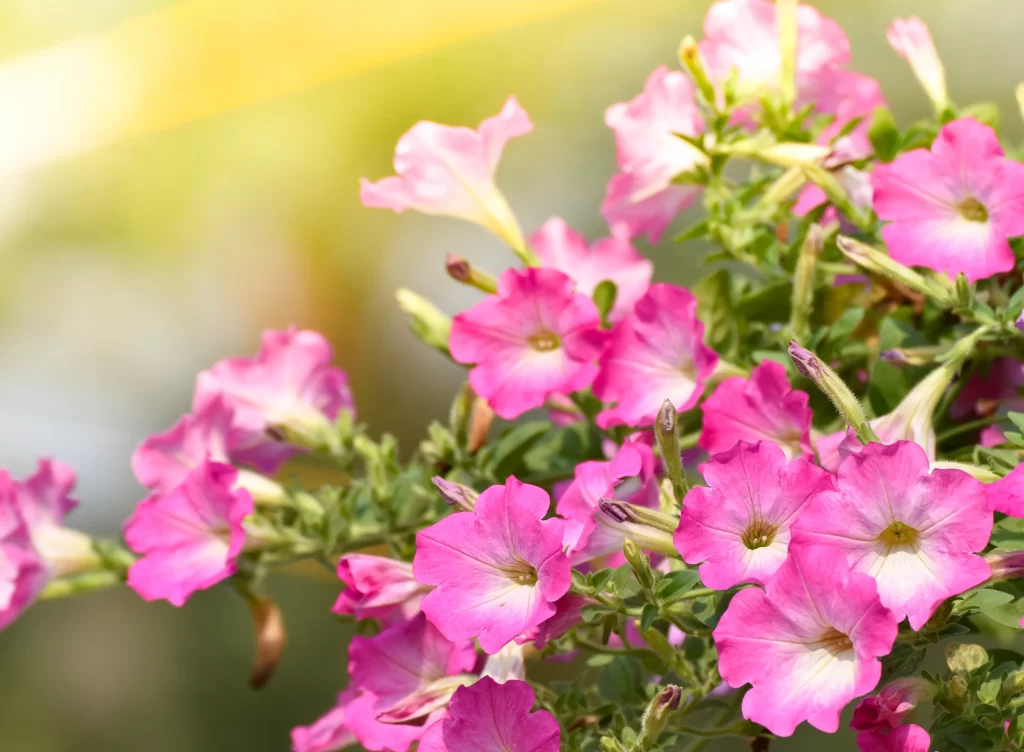 Pink Morning Glory Petals Blooming warm Green