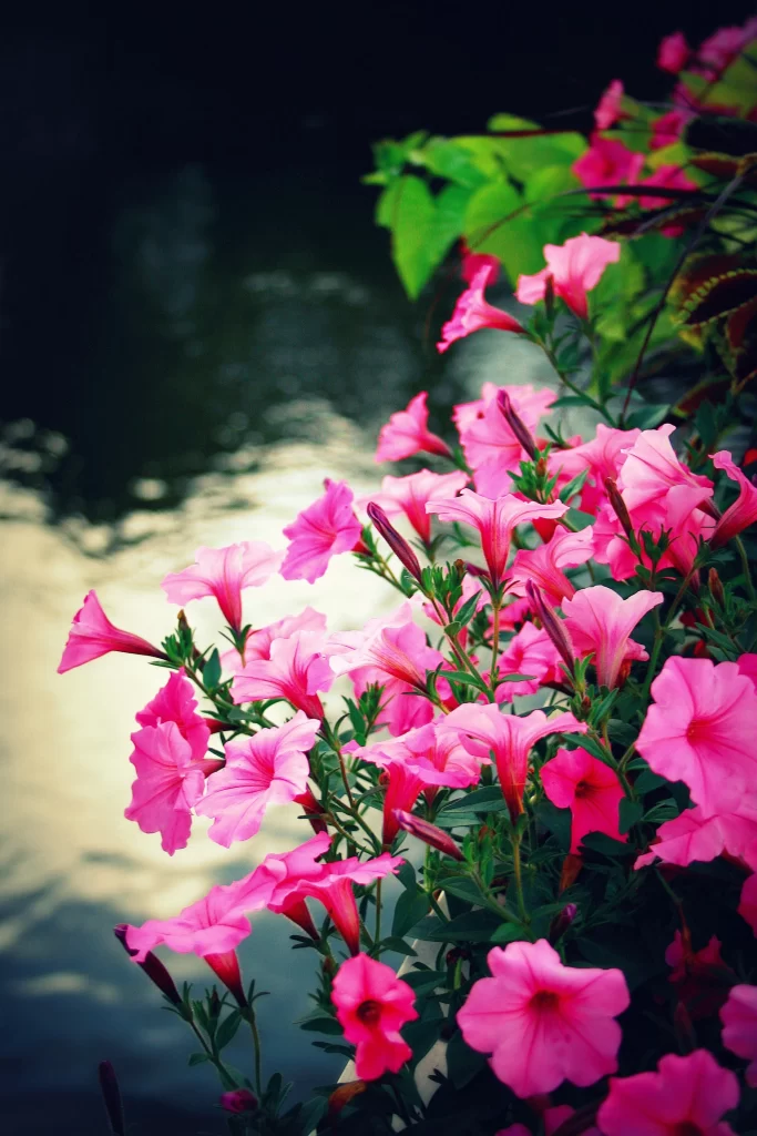 Pink Morning Glory Petals Bloom Green gray Leaves