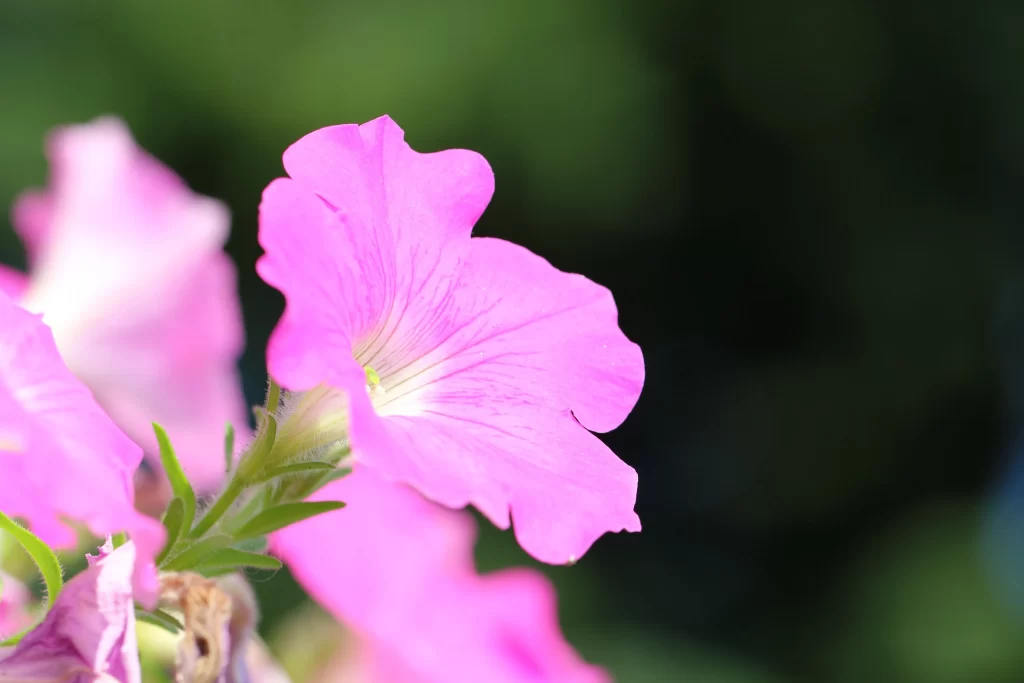 Pink Morning Glory Petals Bloom gray Garden