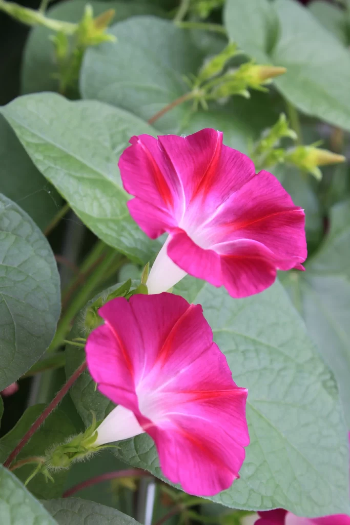 Pink Morning Glory Petals Blooming Green gray Leaves