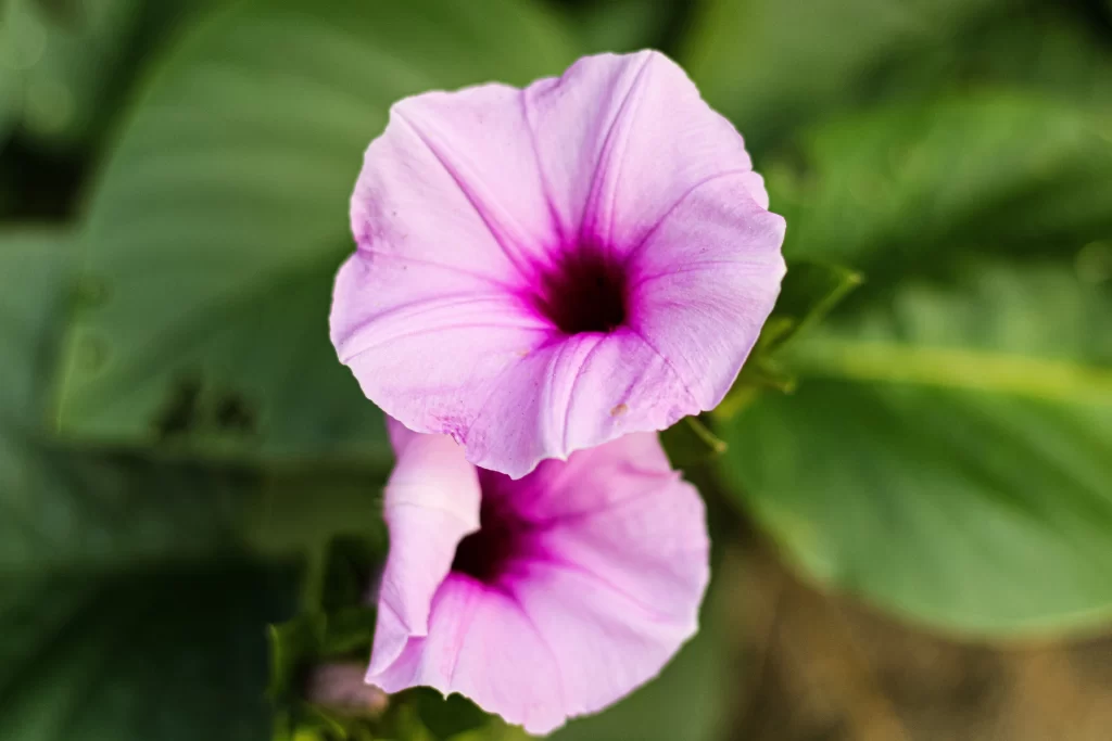 Pink Morning Glory Petals Bloom Green gray Leaves