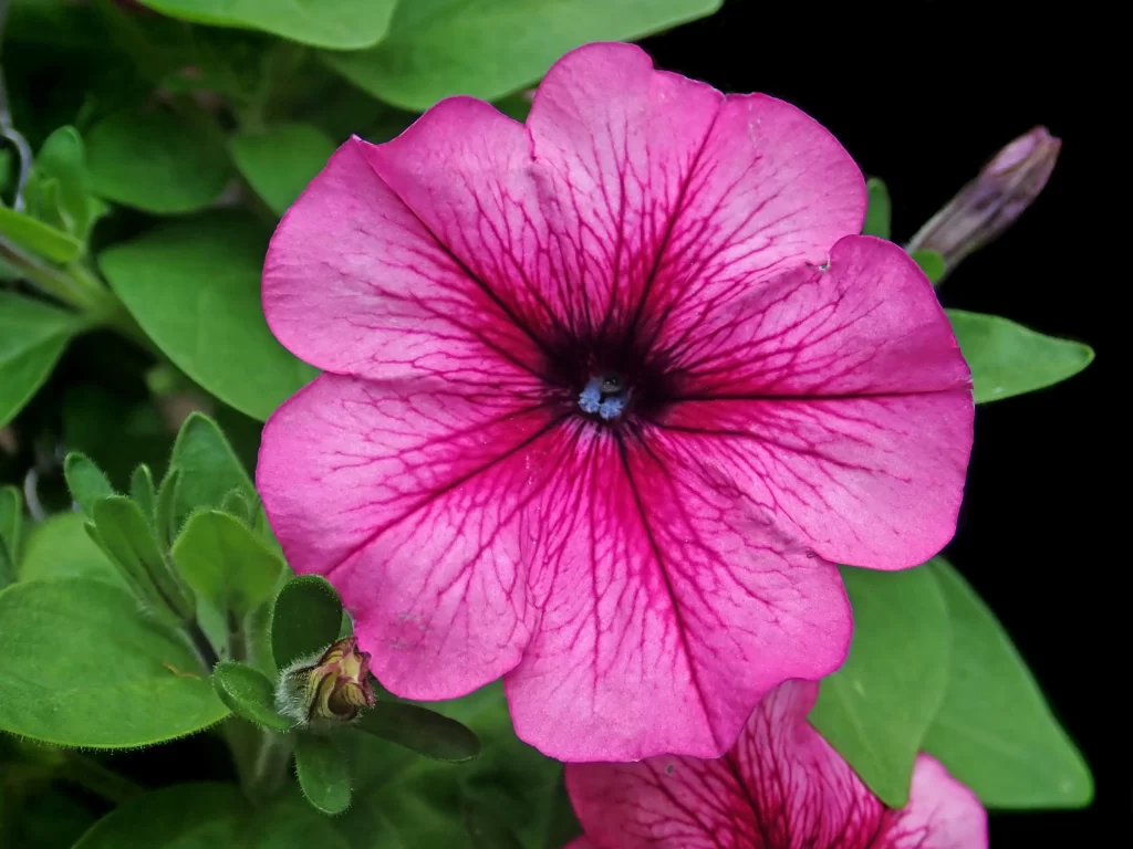 Pink Morning Glory Petals Veins warm Center