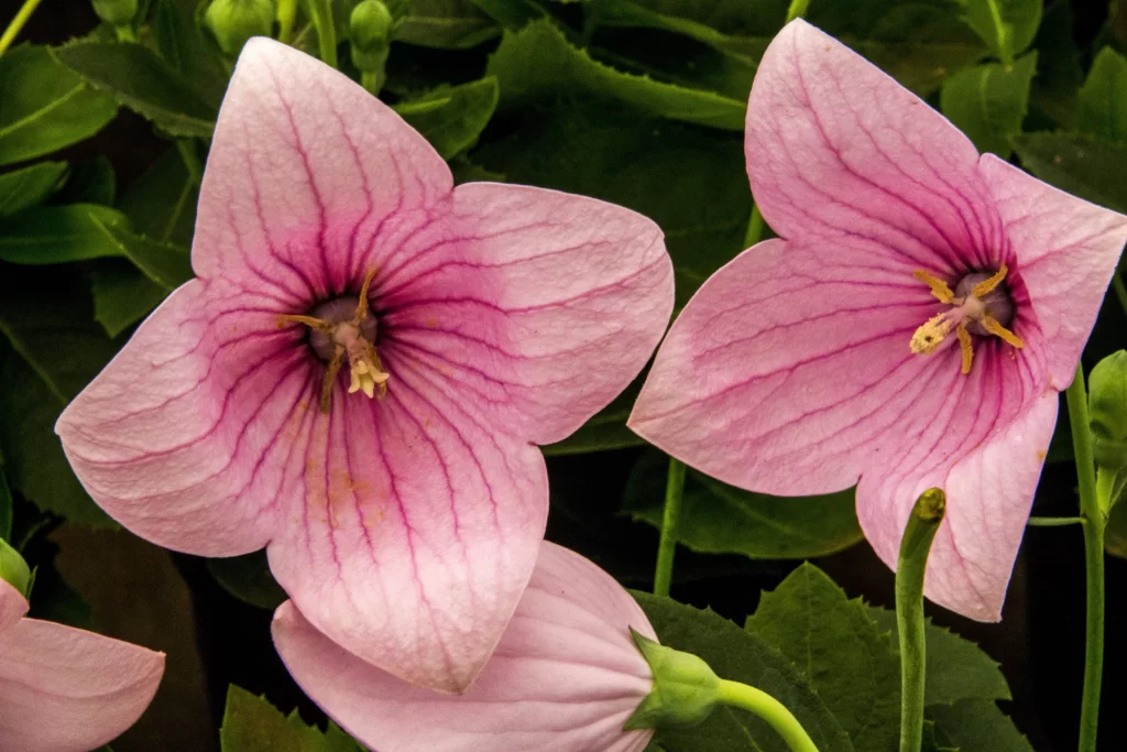 Pink Morning Glory Petals Veins Yellow Stamen