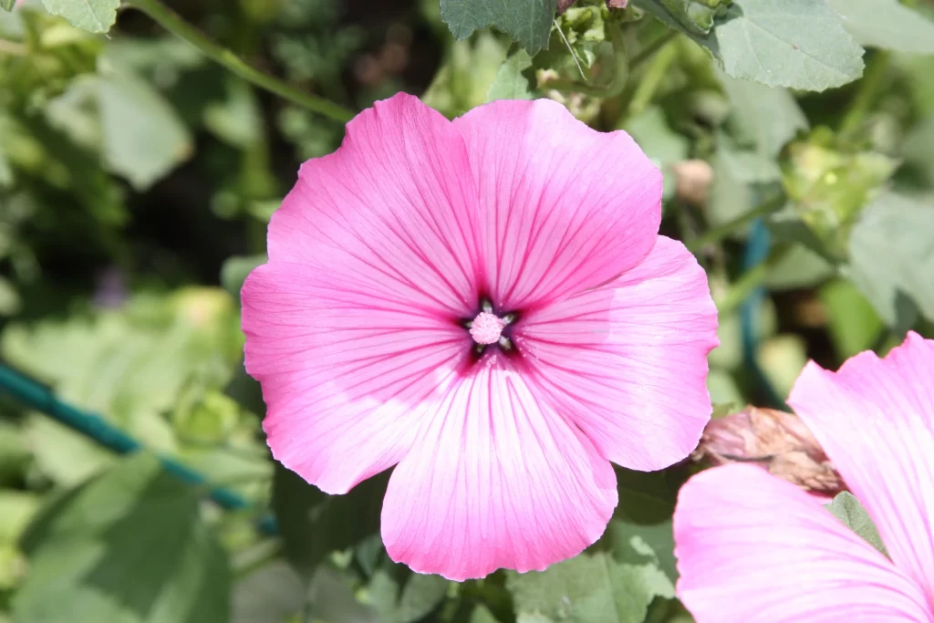 Pink Morning Glory Petals Radiant Center