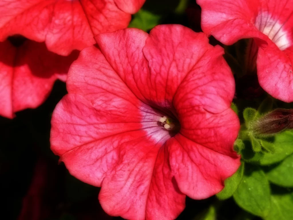 Pink Morning Glory Petals Vibrant Green Leaves