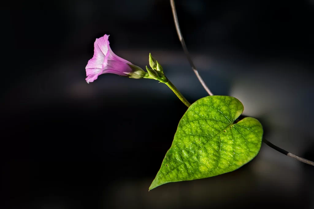 Pink Morning Glory Petals Heart-shaped Leaf