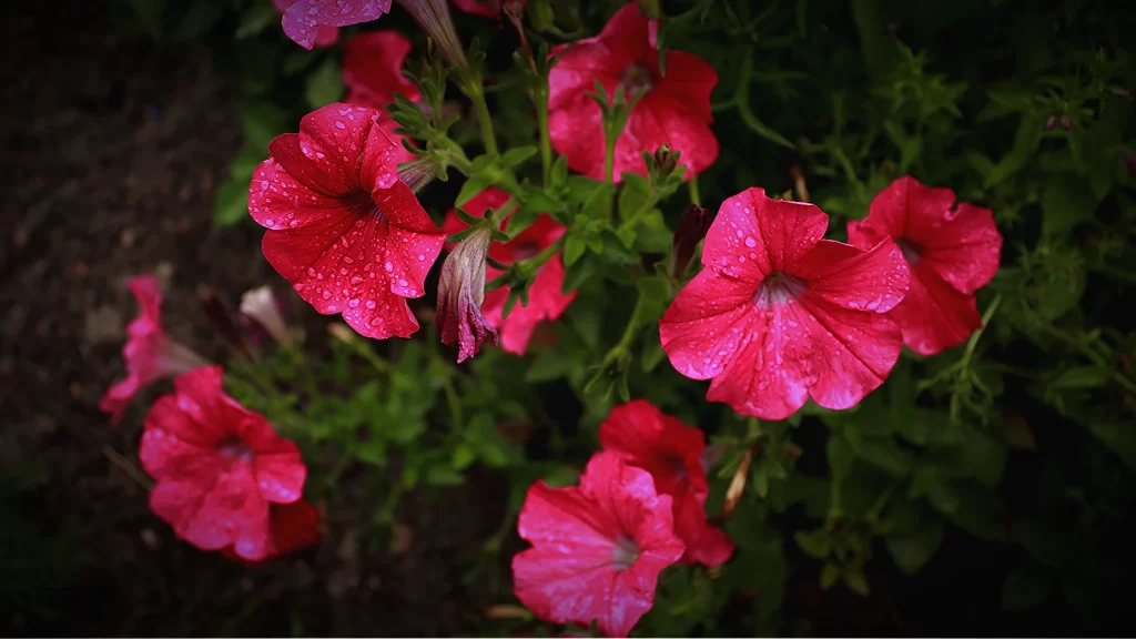 Pink Morning Glory Petals Dewdrops Dark Background