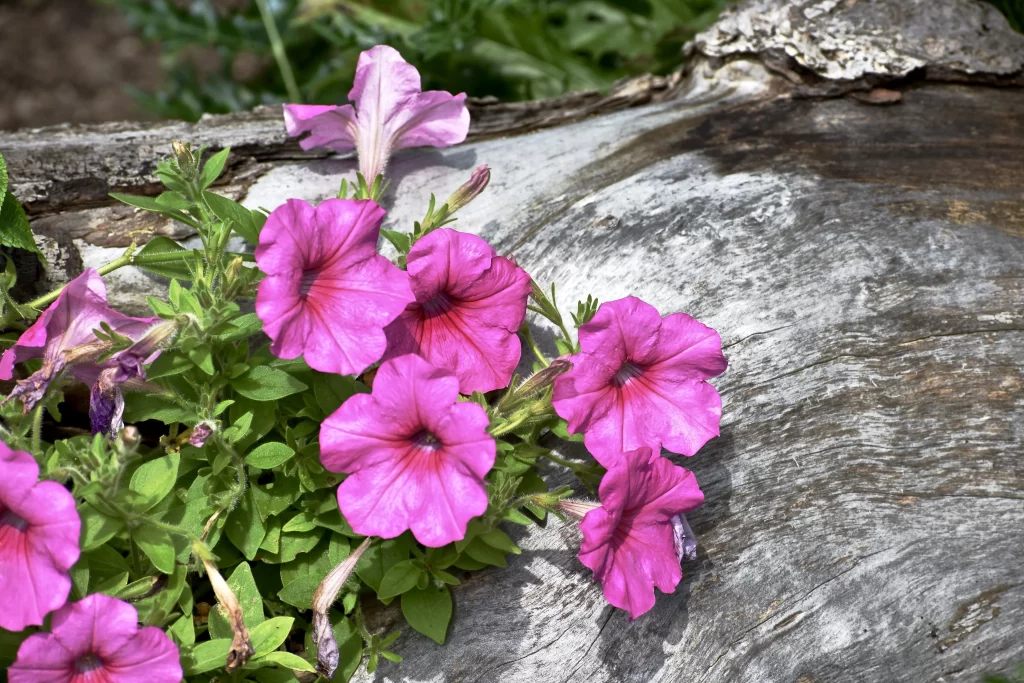 Pink Morning Glory Petals Blooming Nature