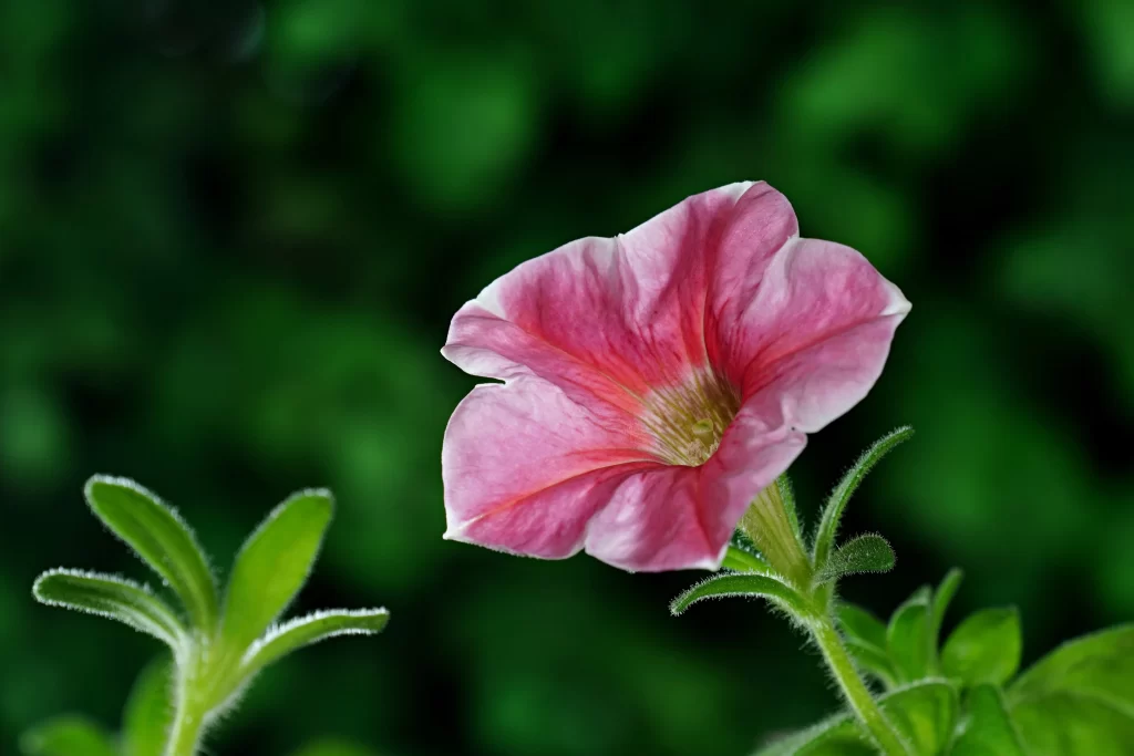 Pink Morning Glory Petals Bloom Green warm Leaves