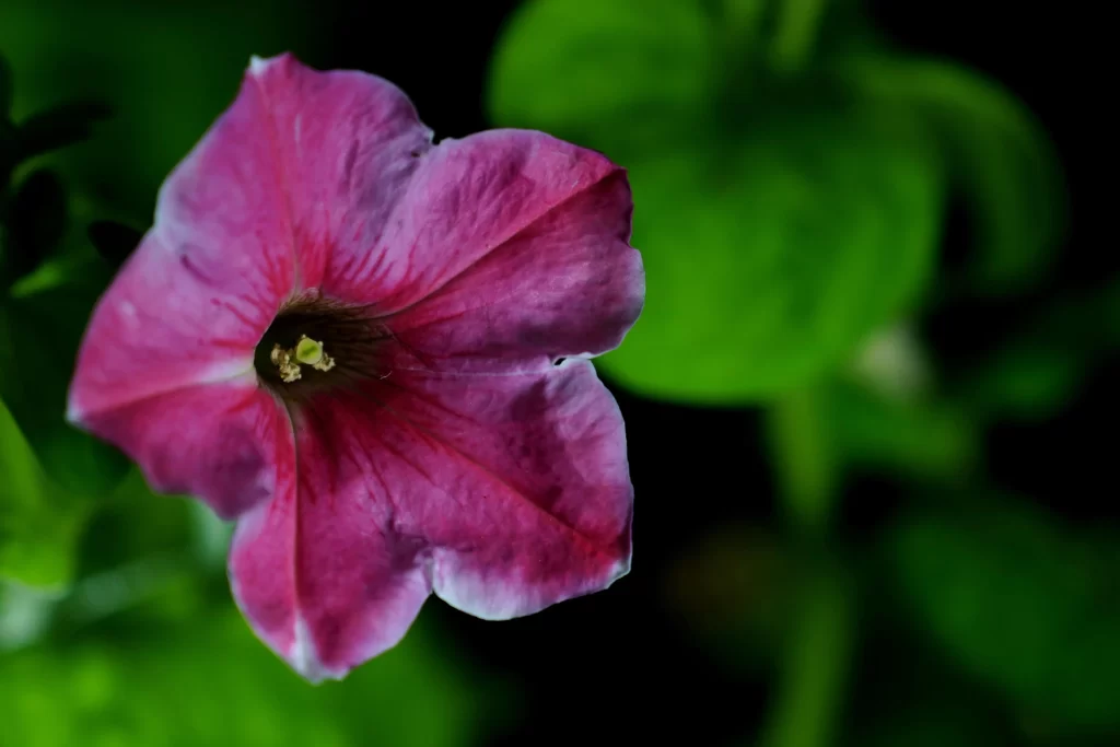 Pink Morning Glory Petals Bloom Green dark Leaves