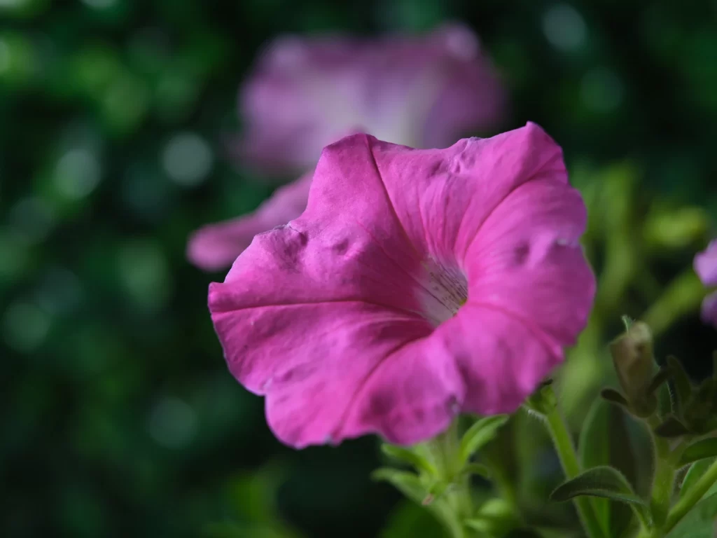 Pink Morning Glory Petals Blooming Garden