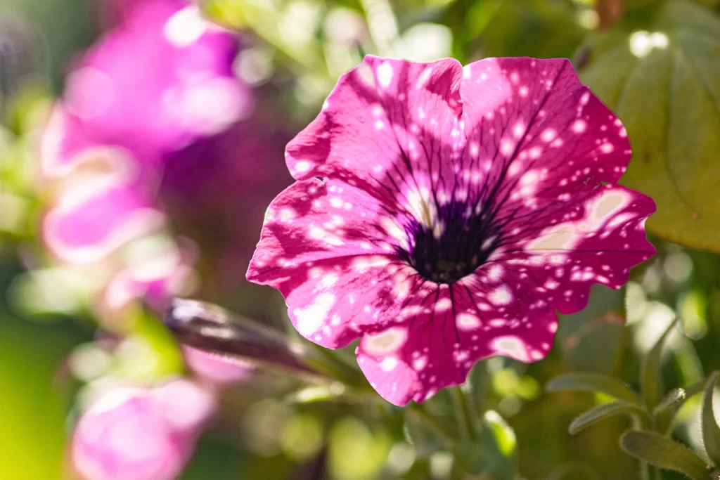 Pink Morning Glory Petals Speckled Sunlight