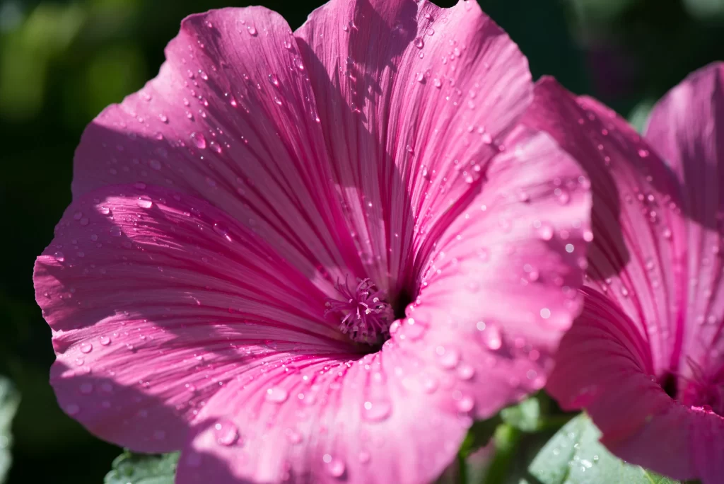 Pink Morning Glory Petals Dewdrops warm Sunlight