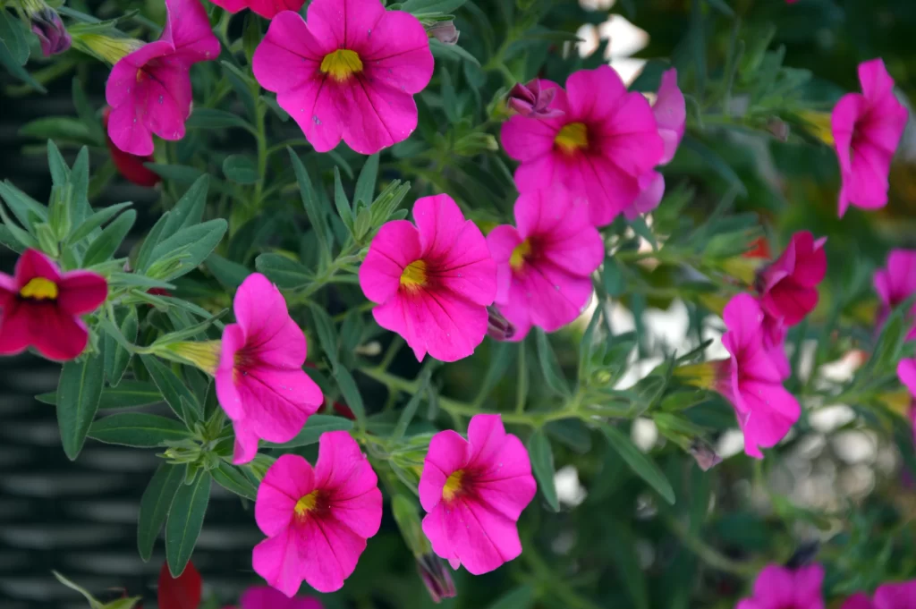 Pink Morning Glory Petals Yellow Center Green warm Leaves