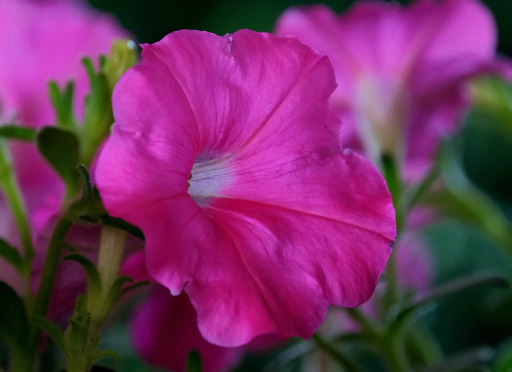 Pink Morning Glory Petals Bloom warm Garden