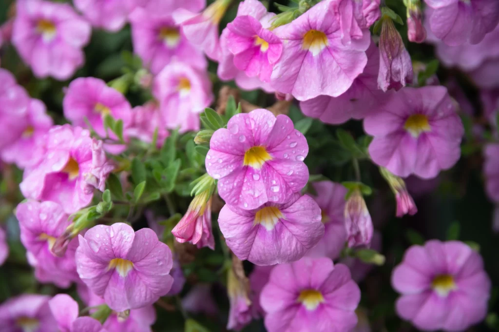 Pink Morning Glory Petals Dewdrops Yellow Center